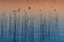 roseau sur Sven-Erik Arndt