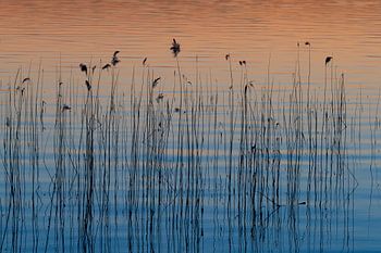 riet