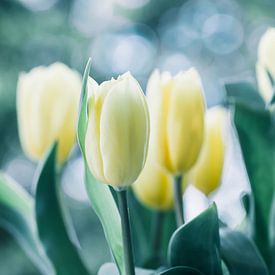 Les tulipes dans la lumière sur Martina Weidner