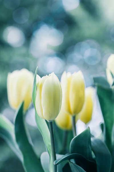 Tulpen in het licht van Martina Weidner