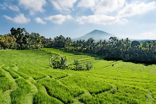 Sri Lanka The rice fields and nature