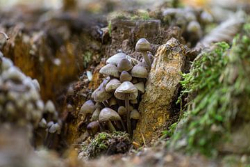 Des champignons poussent sur un tronc d'arbre dans une forêt de feuillus en automne sur Mario Plechaty Photography