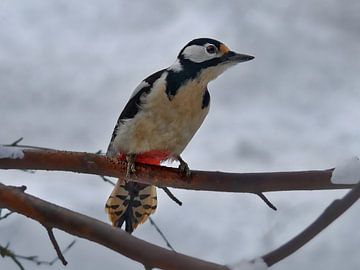 Buntspecht/Woodpecker van Michael Schreier