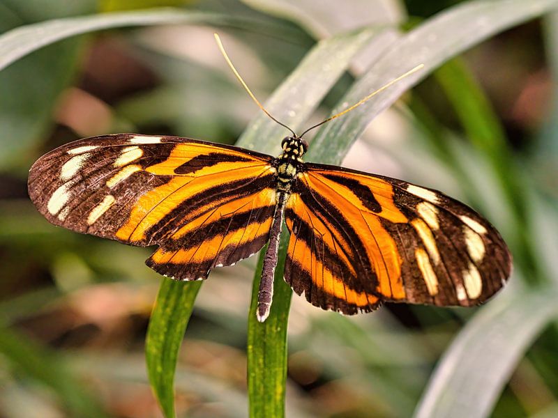 Butterfly by Eduard Lamping