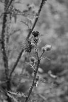 Wild flower in black and white