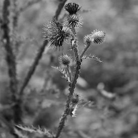 Wildblume in Schwarz und Weiß von Summer van Beek