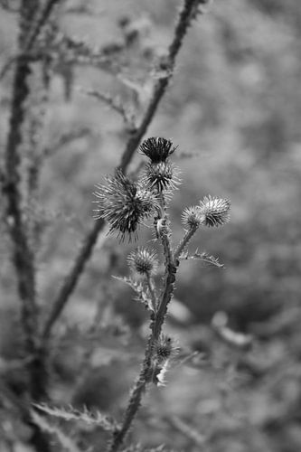 Wilde bloem in zwart wit