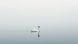 Ein Schwan, der über neblige Gewässer gleitet von Bo Valentino