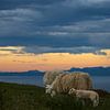 Moutons au pâturage sous un ciel nuageux menaçant sur Anouschka Hendriks