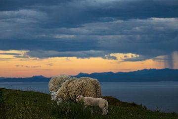 Grazing sheep under a threatening cloudy sky by Anouschka Hendriks