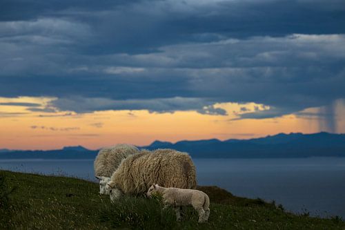 Grazing sheep under a threatening cloudy sky