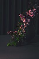 Roze glorie
