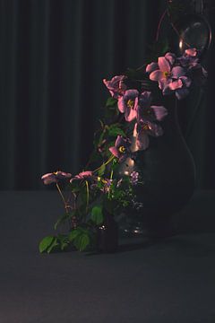 Roze glorie van met Jessica / Fotostudio Drachten