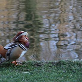 Canard mantarin 2 sur Gallery