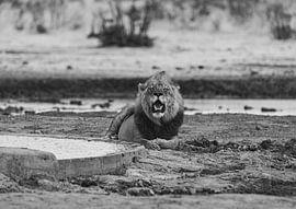 Löwe in Namibia, Afrika von Patrick Groß