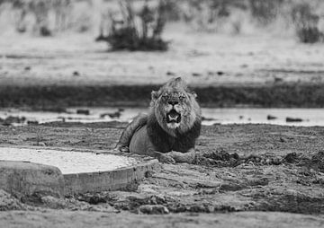 Lion in Namibia, Africa by Patrick Groß