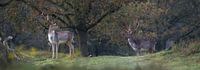 fallow deer (panorama)