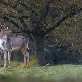 fallow deer (panorama) by Bart Hardorff