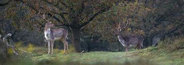 fallow deer (panorama) by Bart Hardorff