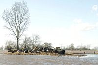 Ebbe und Flut mit Kühen