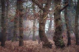 Je préfère être une forêt