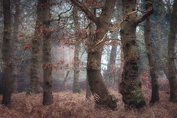 I'd rather be a forest by Roelie Steinmann