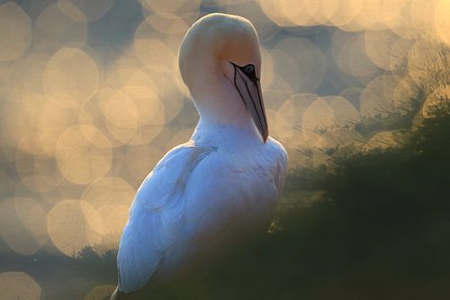 Jan-van-genten Helgoland Eiland Duitsland