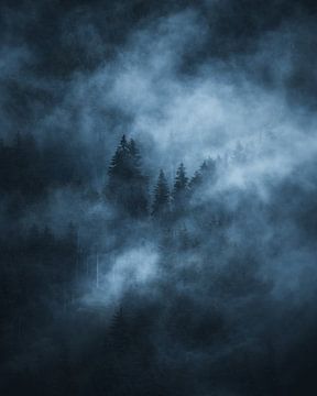 Mist door het bos