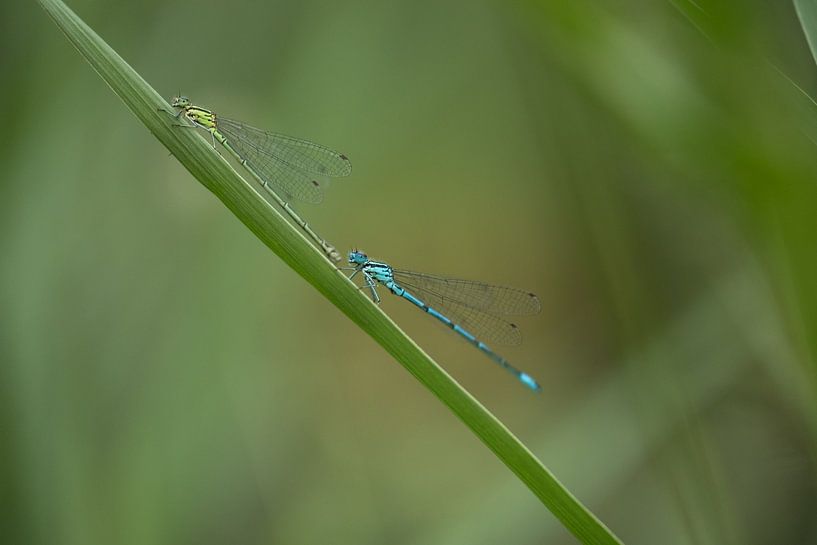 Two little misses look for each other by Moetwil en van Dijk - Fotografie