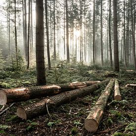 The 4 felled trees by Albert Lamme