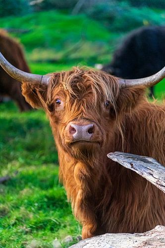 Verrast Schots Hoogland vee