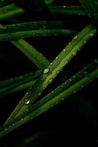 Fine-Art Foto von Wassertropfen auf Blättern