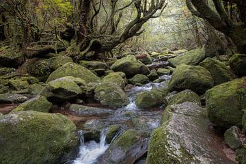 Une rivière calme dans les forêts de Yakushima