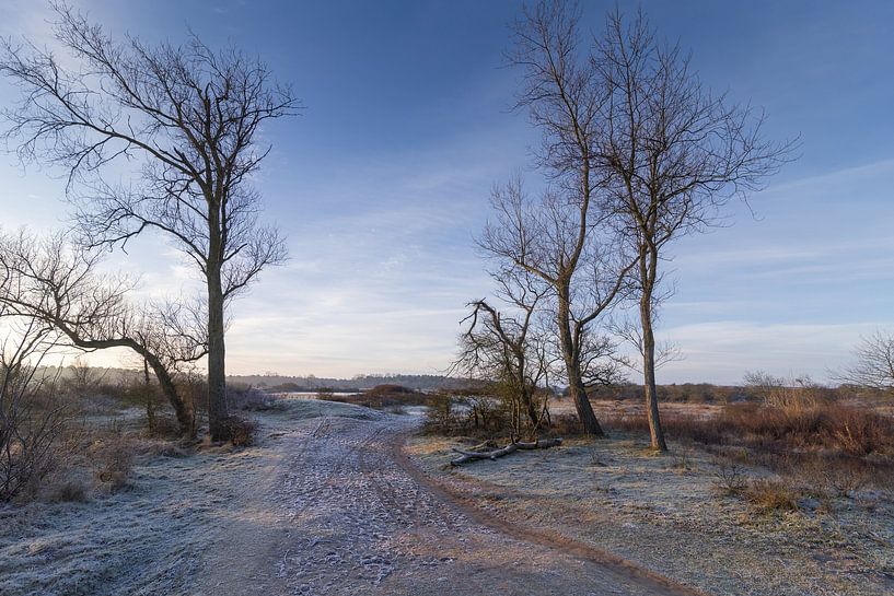 koude morgen van Rene van Rijswijk