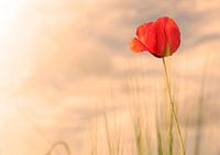 Guten Morgen Blume