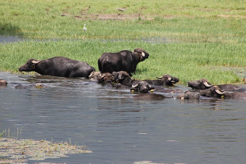 Waterbuffels bij het Kerkini stuwmeer van ADLER & Co / Caj Kessler