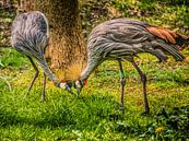 Kraanvogels von Harrie Muis Miniaturansicht