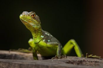 Lézard en quête de nourriture