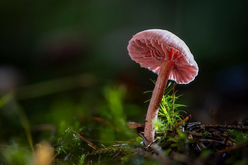 Petit champignon par Thomas Heins