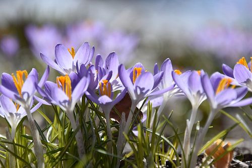 De eerste krokussen in het voorjaar