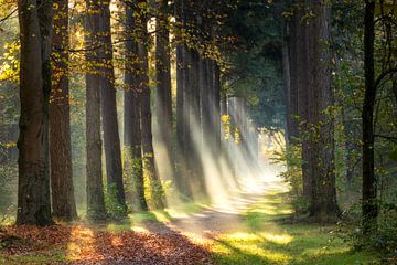Betoverend Bospad met Zonneharpen: Een Moment van Natuurlijke Sereniteit