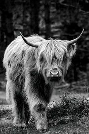 Scottish beauty by Out of the Box Photography