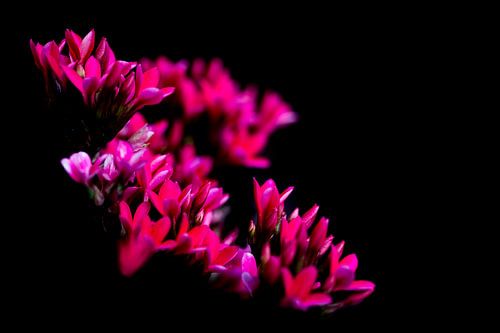 Blumen im Dunkeln