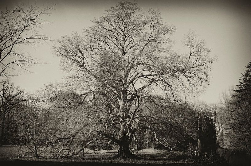 Oude boom van Photography by Karim
