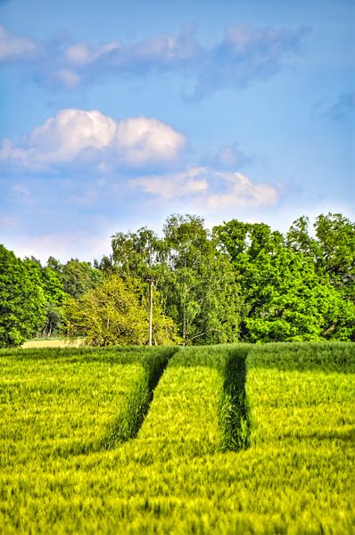 Vue sur les champs verts jusqu'aux arbres à l'horizon. par Michaela Bechinie