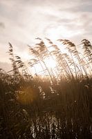 Sonne zwischen dem Schilf