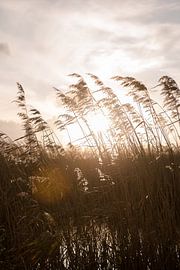 Sun between the reeds by Susanne van Hofwegen