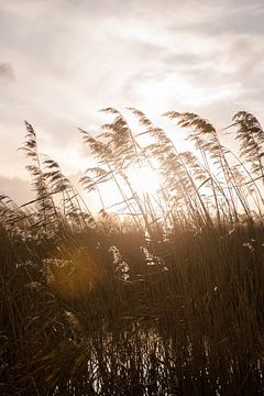 Sun between the reeds