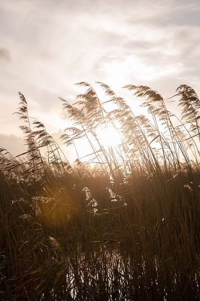 Sun between the reeds by Susanne van Hofwegen
