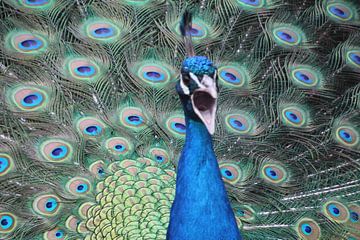 peacock by Geert Heldens